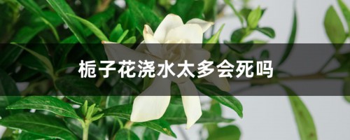 栀子花浇水太多会死吗，栀子花平时怎么浇水