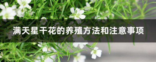 满天星干花的养殖方法和注意事项，干花可以放多久