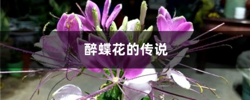 醉蝶花的传说