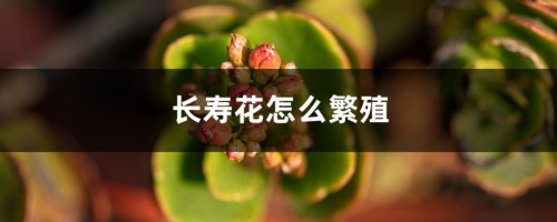 长寿花怎么繁殖