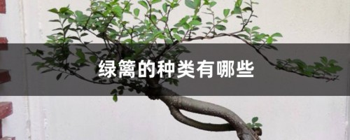 绿篱的种类有哪些