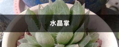 水晶掌叶片发软怎么办